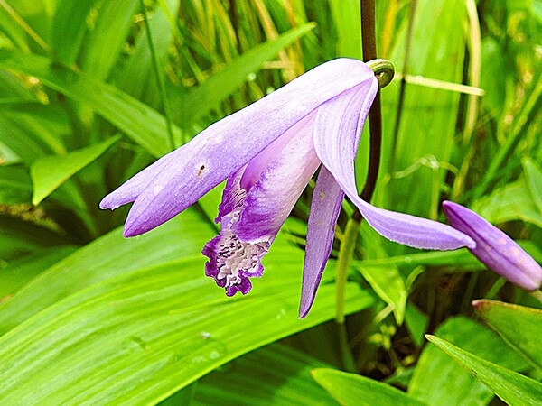 【作例あり】ジャンク Canon Powershot SX50 HS キヤノン PowerShot SX50 HS 作例 - PhotoXP